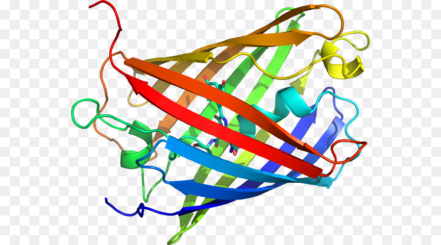 Structure Des Protéines，Biologie PNG