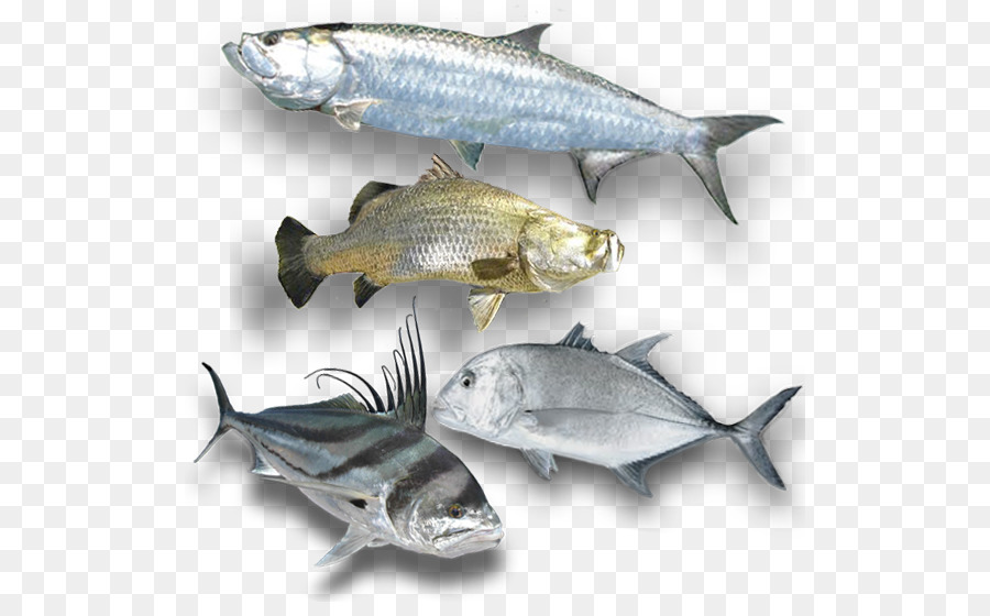 Divers Poissons，Aquatique PNG