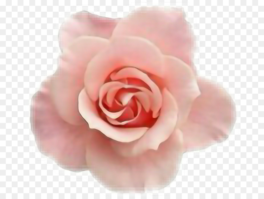 Rose，Floraison PNG