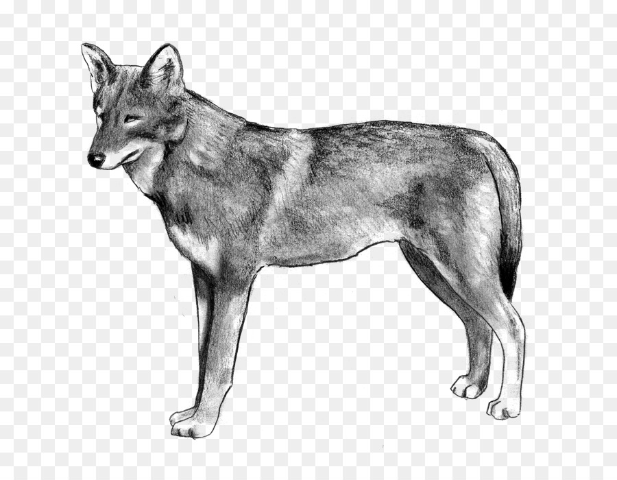 Saarloos Loup，Chien Loup Tchécoslovaque PNG