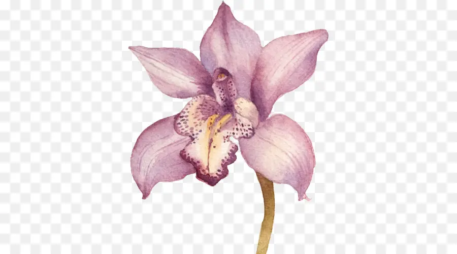 Dessin，Les Orchidées PNG