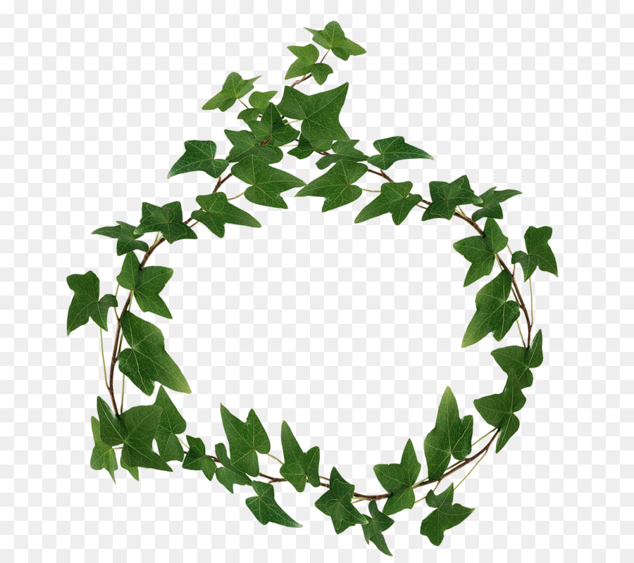 Feuille，Tige De La Plante PNG