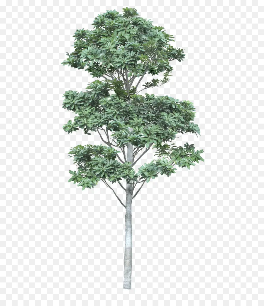 Arbre Vert，Nature PNG