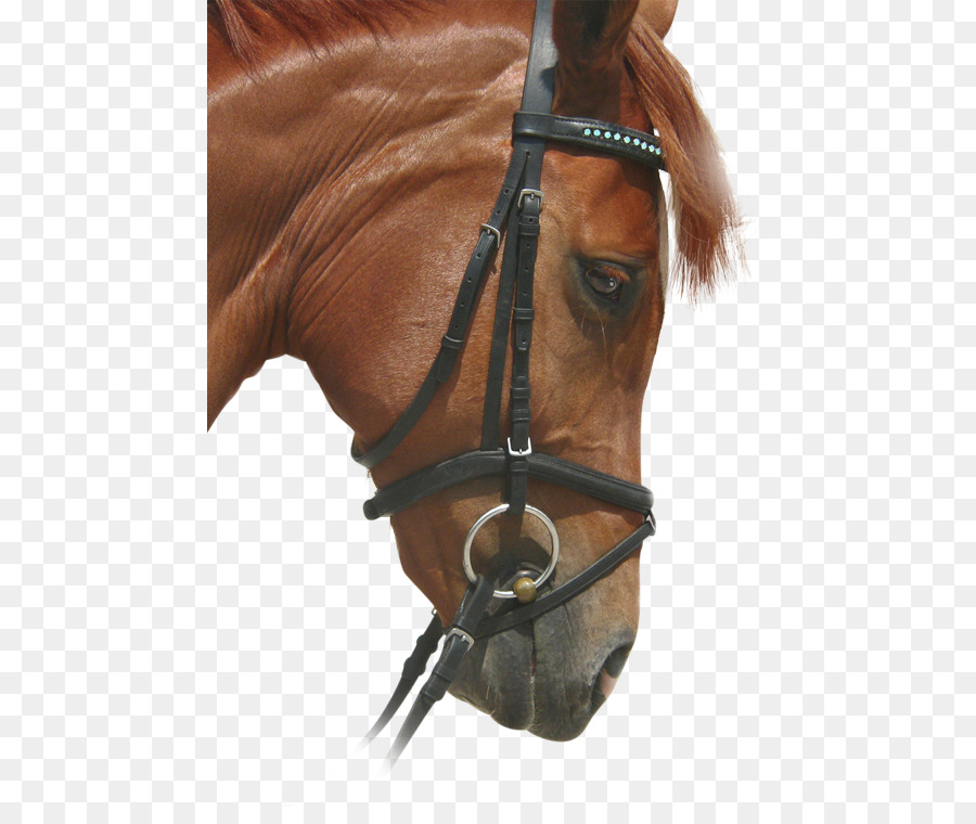 Cheval Brun，Bride PNG