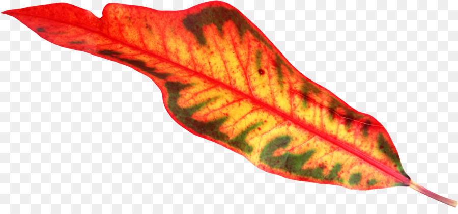 Feuille Colorée，Automne PNG