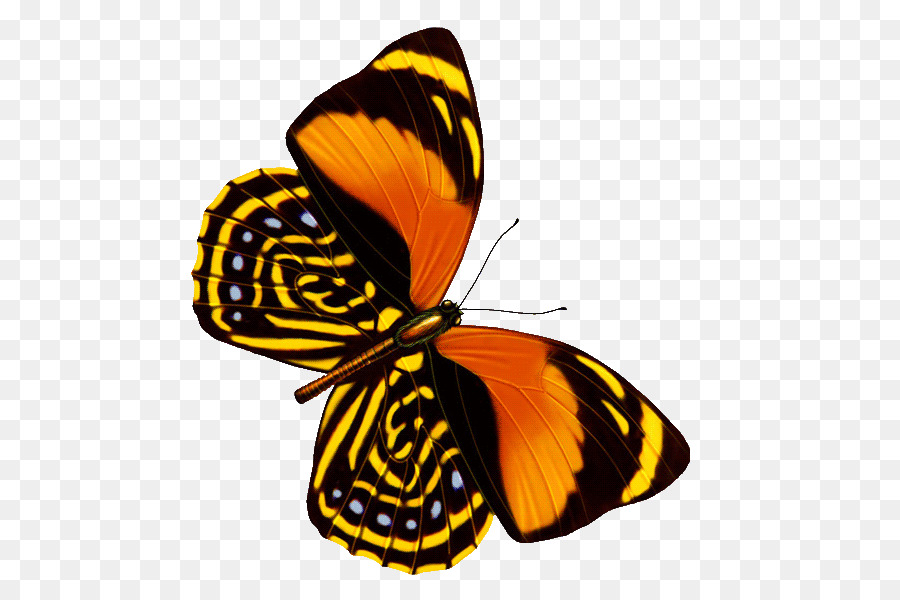 Papillon Monarque，Orange PNG