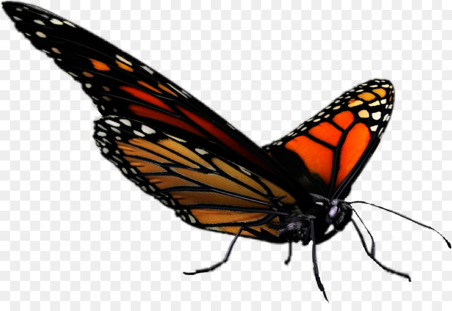 Papillon Monarque，Orange PNG