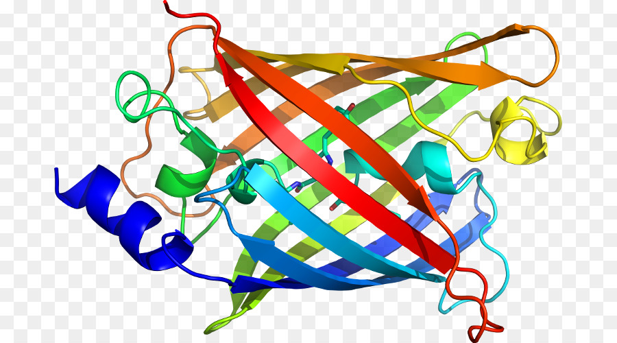 Structure Des Protéines，Biologie PNG