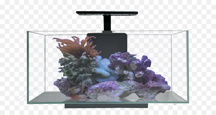 Aquarium，Corail PNG