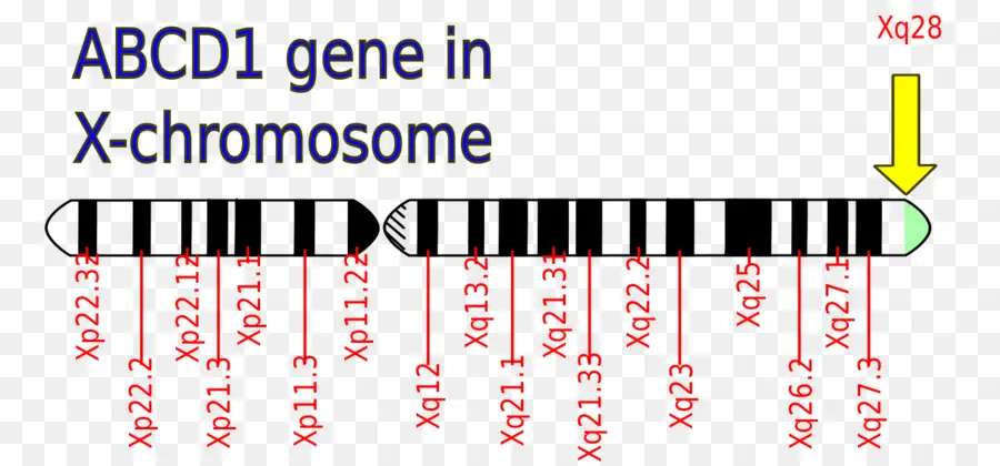 Gène Abcd1，Chromosome X PNG