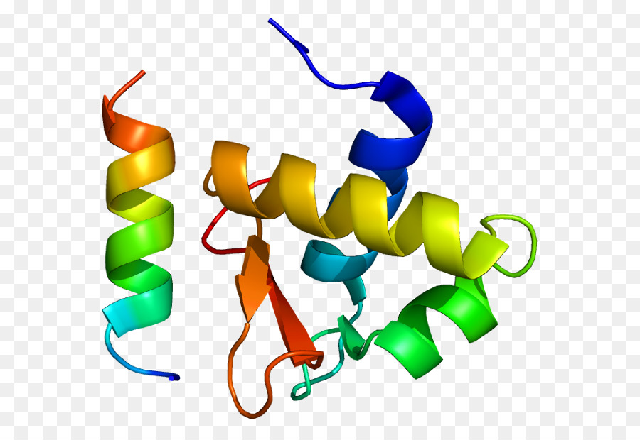 Une Protéine De Réplication，La Protéine De Réplication A2 PNG