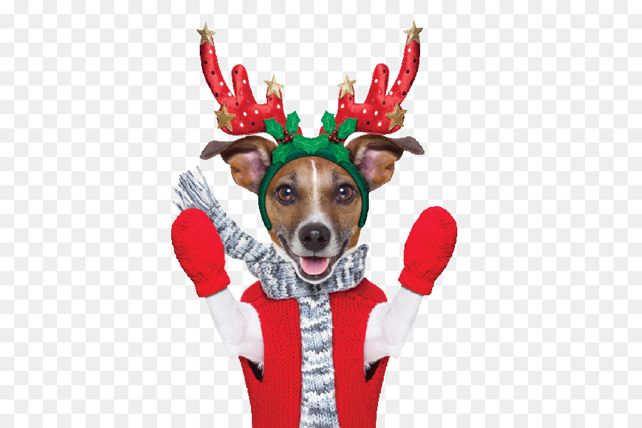 Chien En Tenue De Noël，Bois De Renne PNG