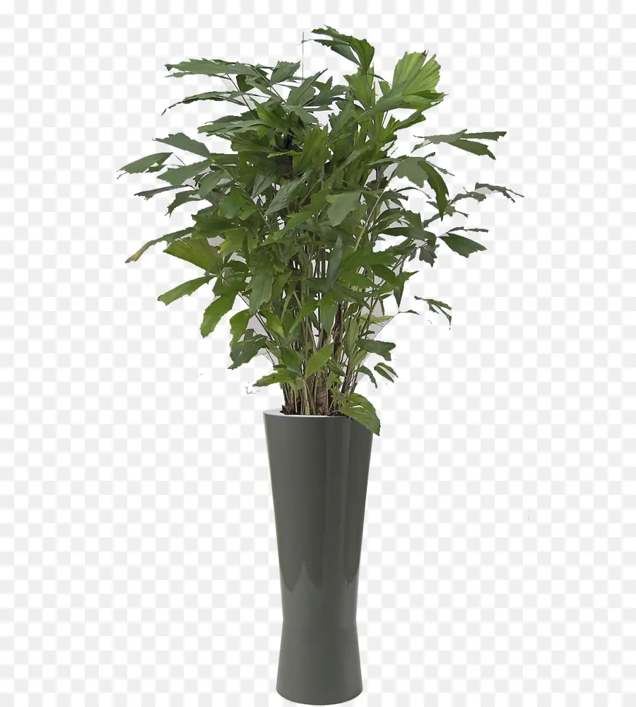 Plante Verte，Pot PNG