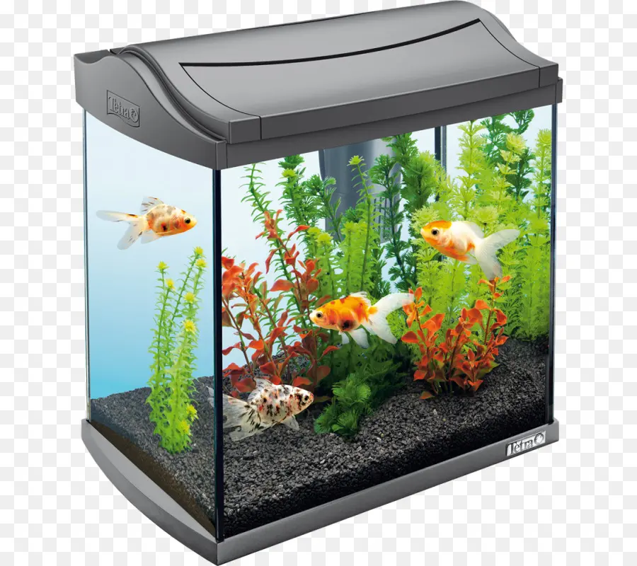 Aquarium，Poisson PNG