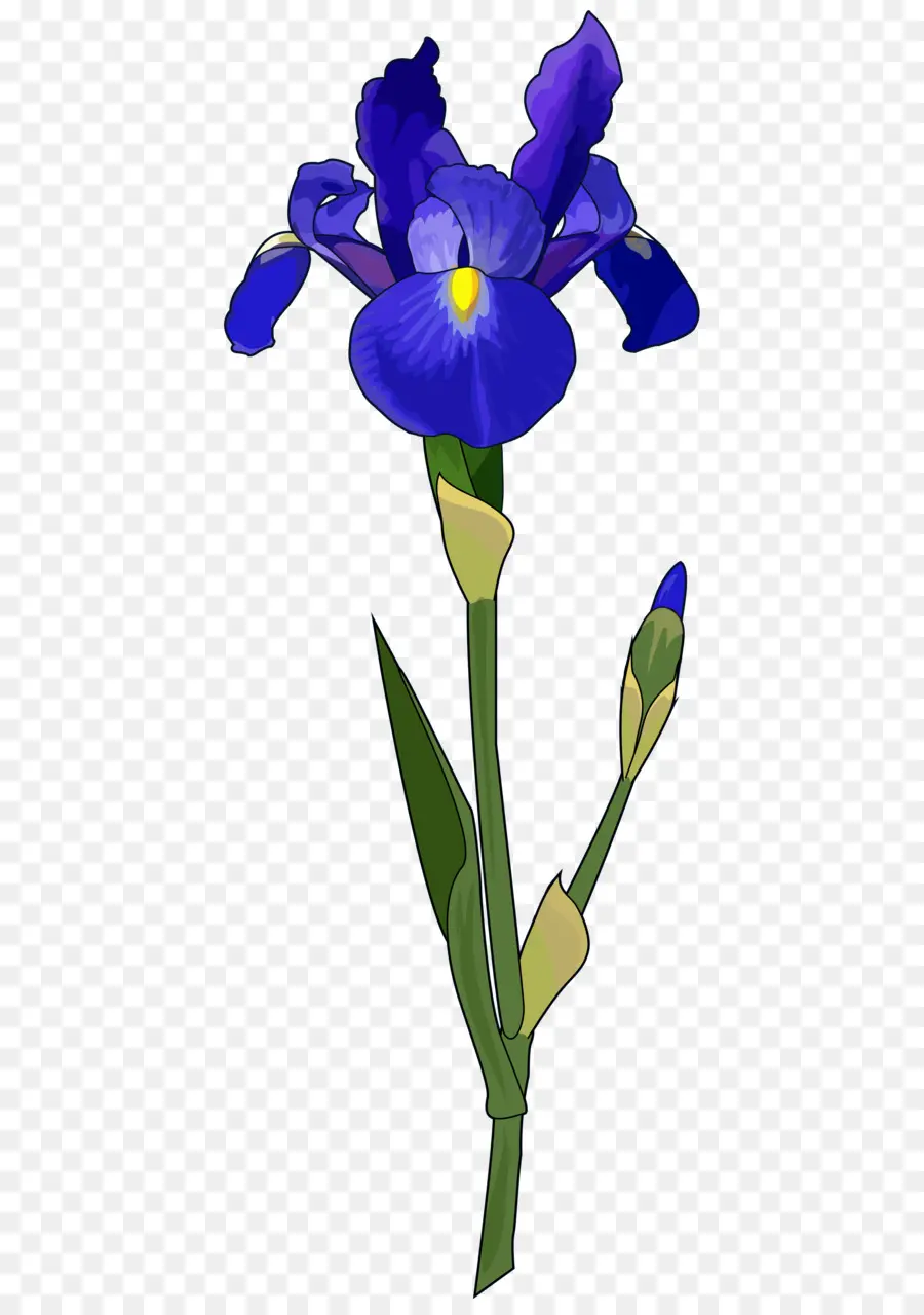 Iris，Tige De La Plante PNG