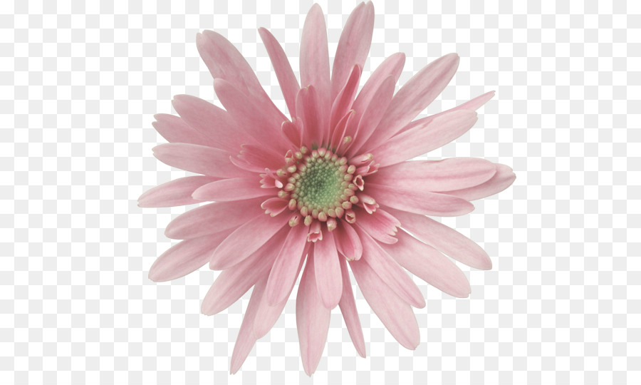 Fleur，Floraison PNG