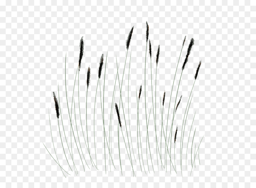 Herbe，Plantes PNG