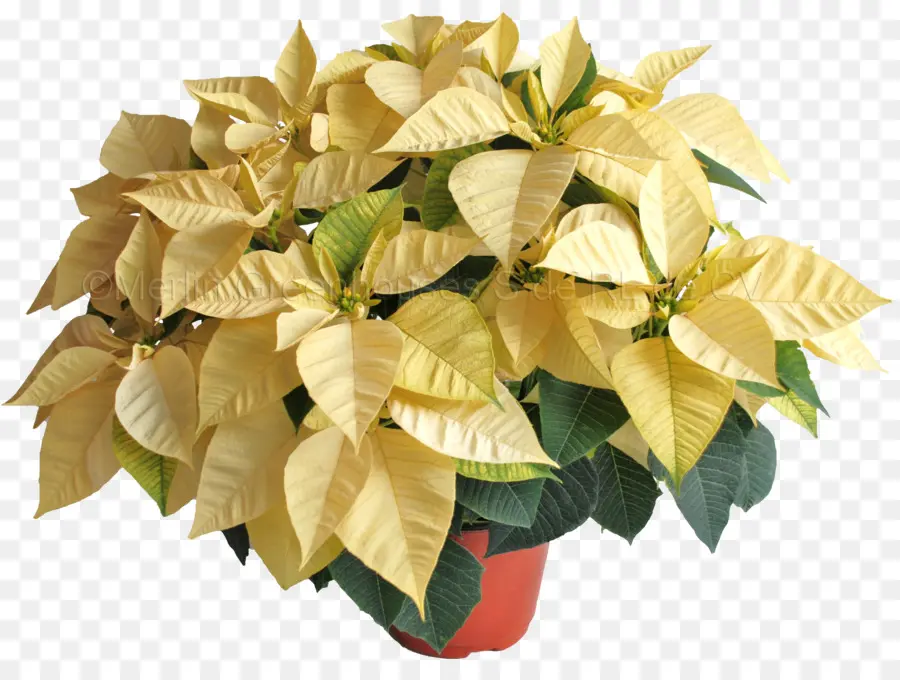 Poinsettia，Fleur PNG