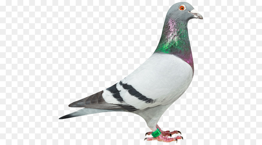 Pigeon，Colombe PNG