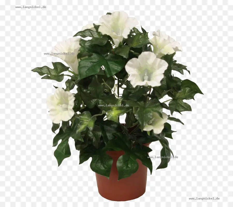 Fleurs Blanches，Feuilles Vertes PNG