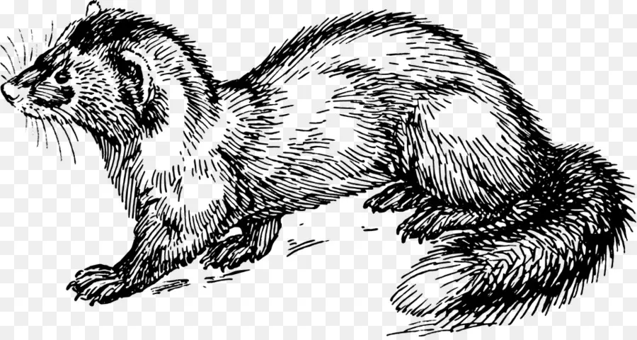 Dessin De Furet Noir Et Blanc，Esquisser PNG