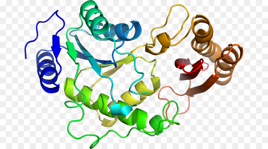 Structure Des Protéines，Molécule PNG