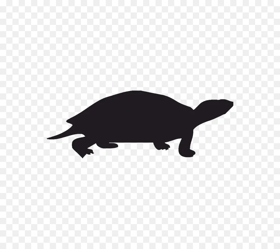 Tortue，Animal PNG