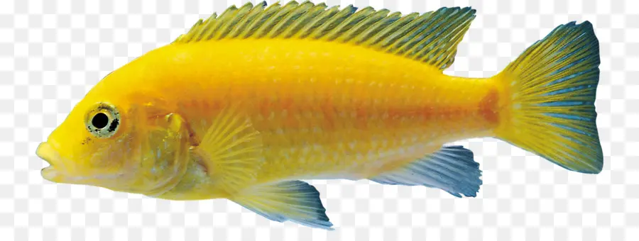 Poisson Jaune，Mer PNG