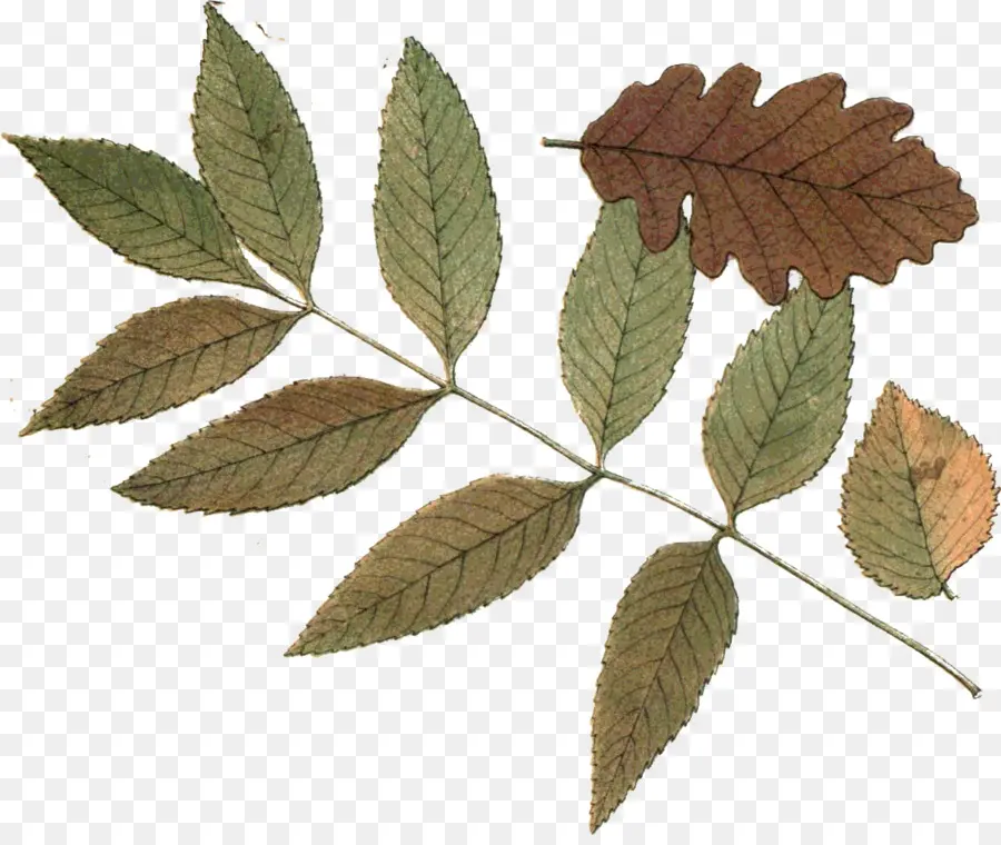 Les Feuilles Sèches，Feuille PNG