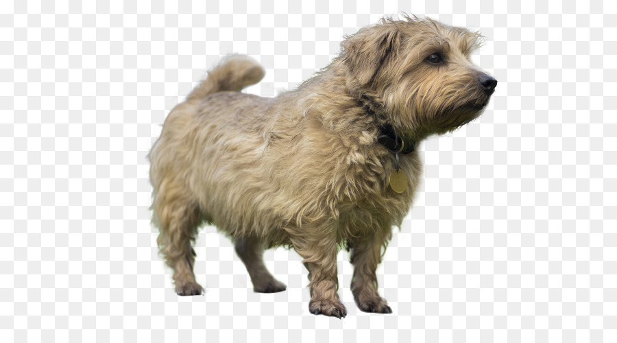 Glen Of Imaal，Norwich Terrier PNG