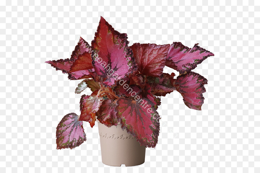 Paintedleaf Bégonia，Plante PNG