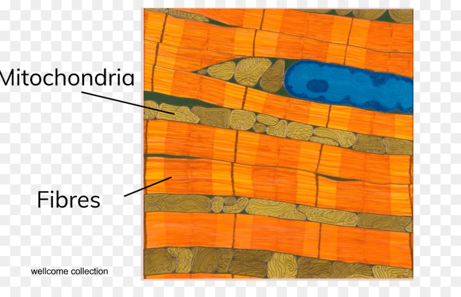 La Cellule，M083vt PNG