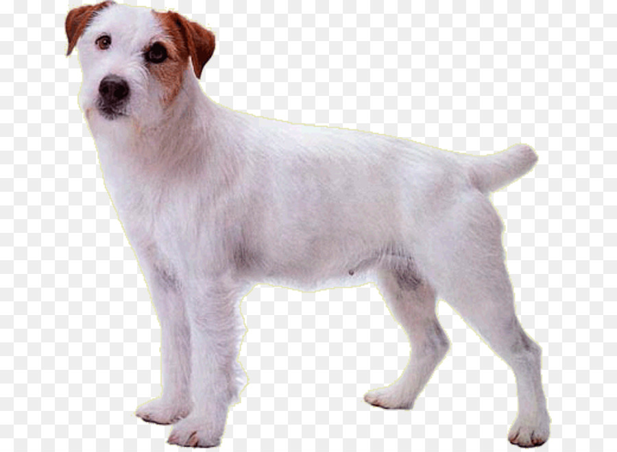 Terrier De Jack Russell，Pasteur Russell Terrier PNG