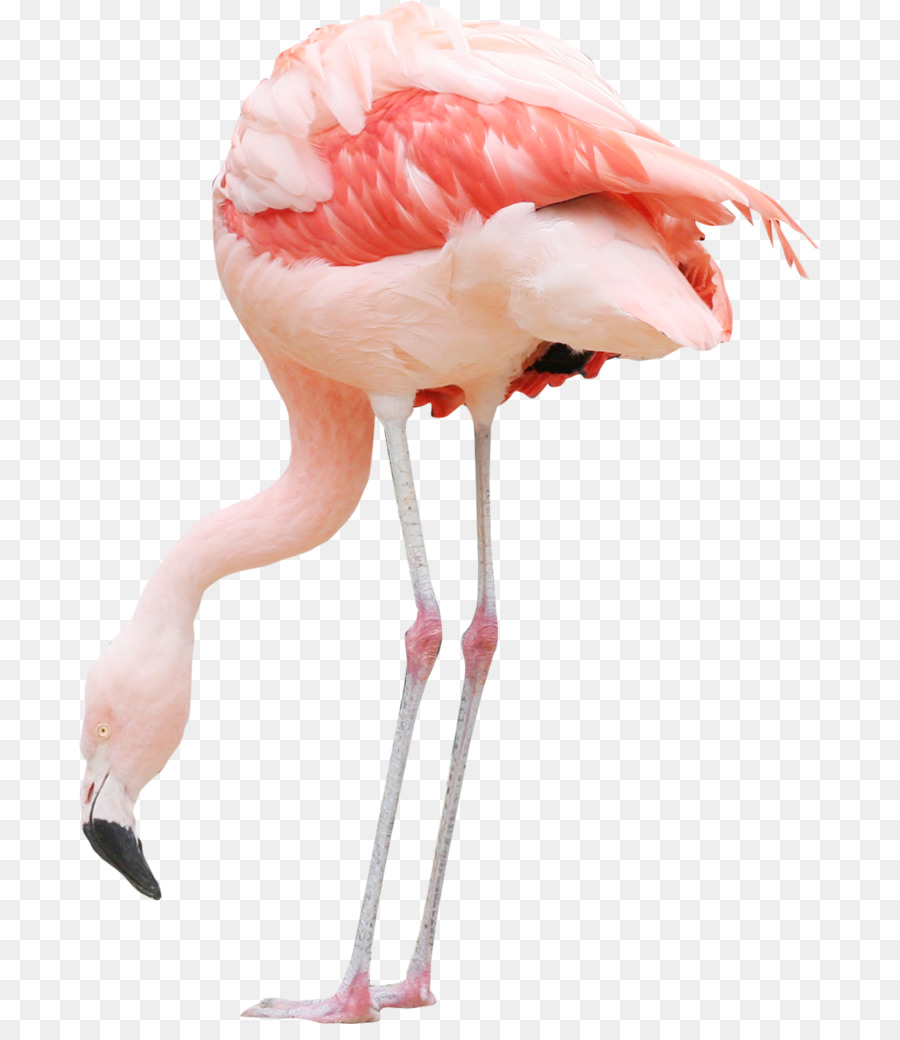 Oiseau，Flamant Rose En Plastique PNG