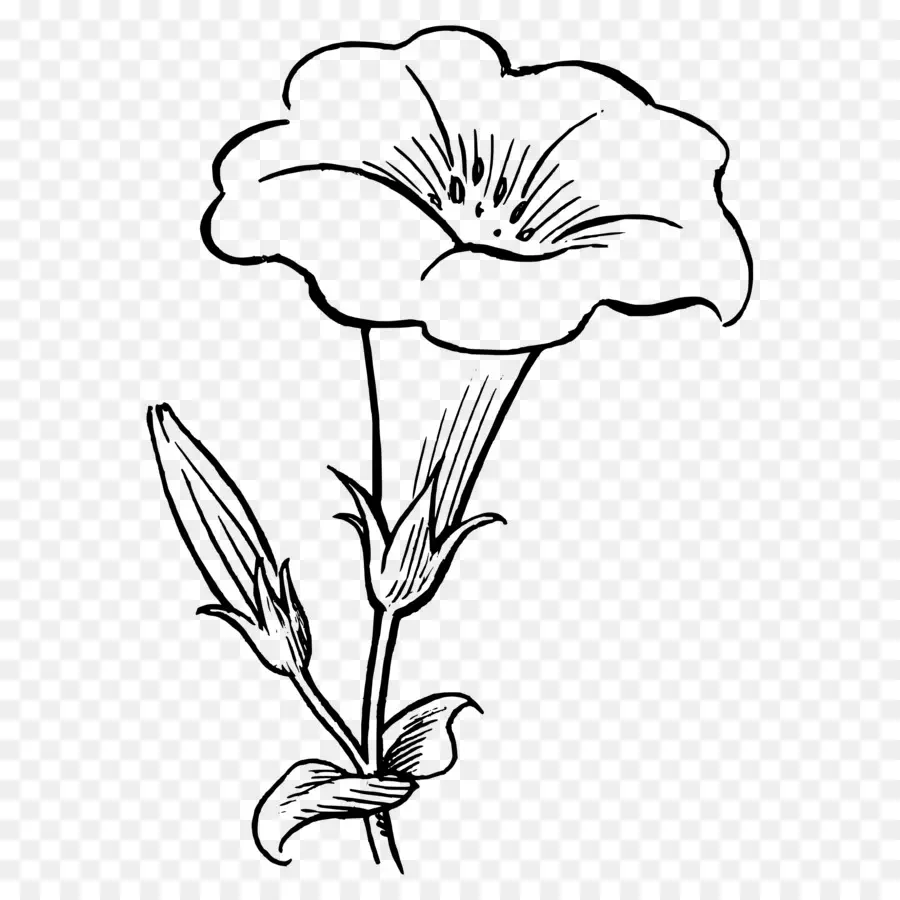 Fleur，Livre De Coloriage PNG