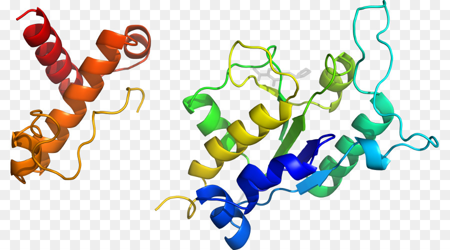 Structure Des Protéines，Molécule PNG