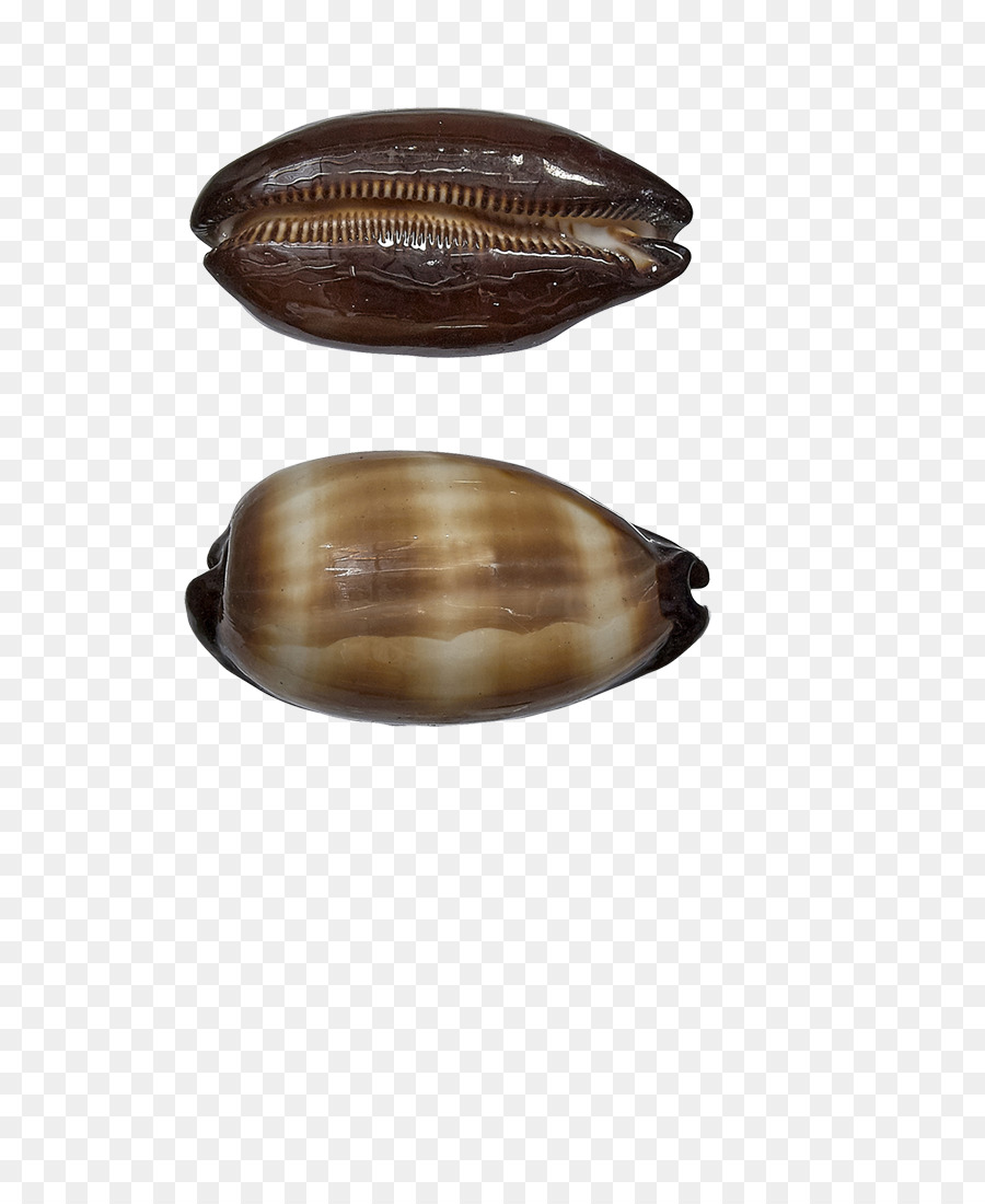 Coquillage，Cauris PNG