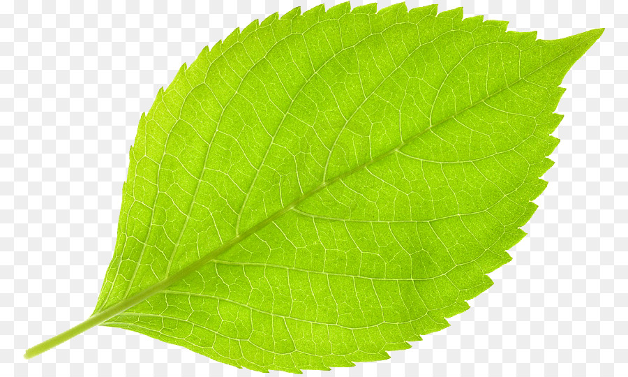 Feuilles Vertes，Feuillage PNG