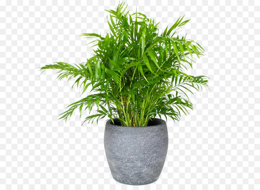 Plante En Pot，Verdure PNG