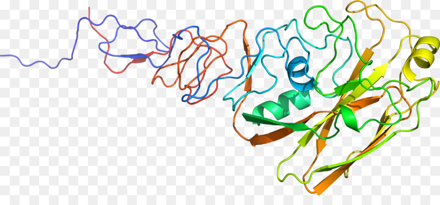 Structure Des Protéines，Molécule PNG