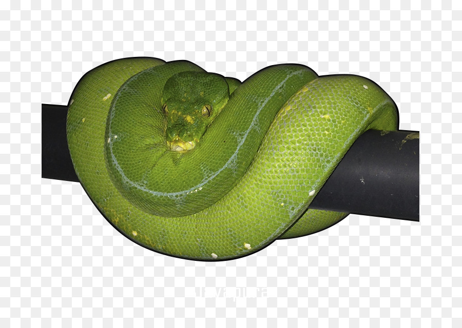 Serpent Vert，Serpent PNG