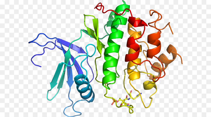 Structure Des Protéines，Molécule PNG