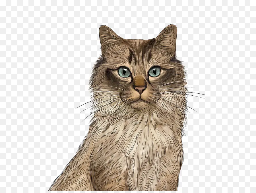 Chat Orange，Félin PNG