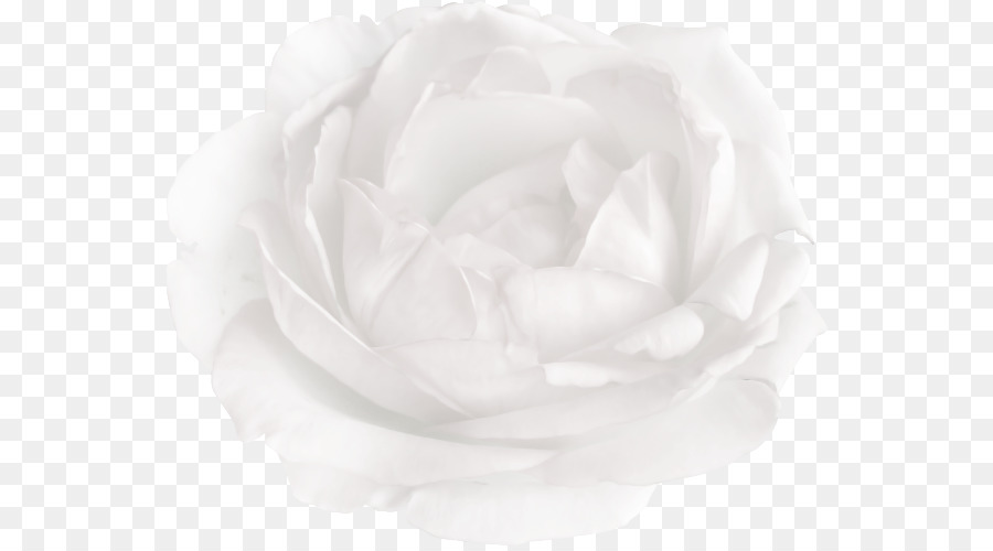 Roses Centifolia，Les Roses De Jardin PNG