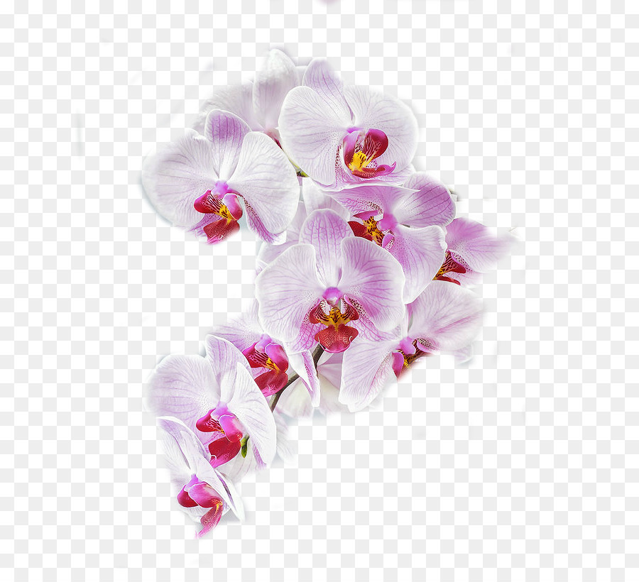 Fleurs D'orchidées Violettes，Orchidée PNG