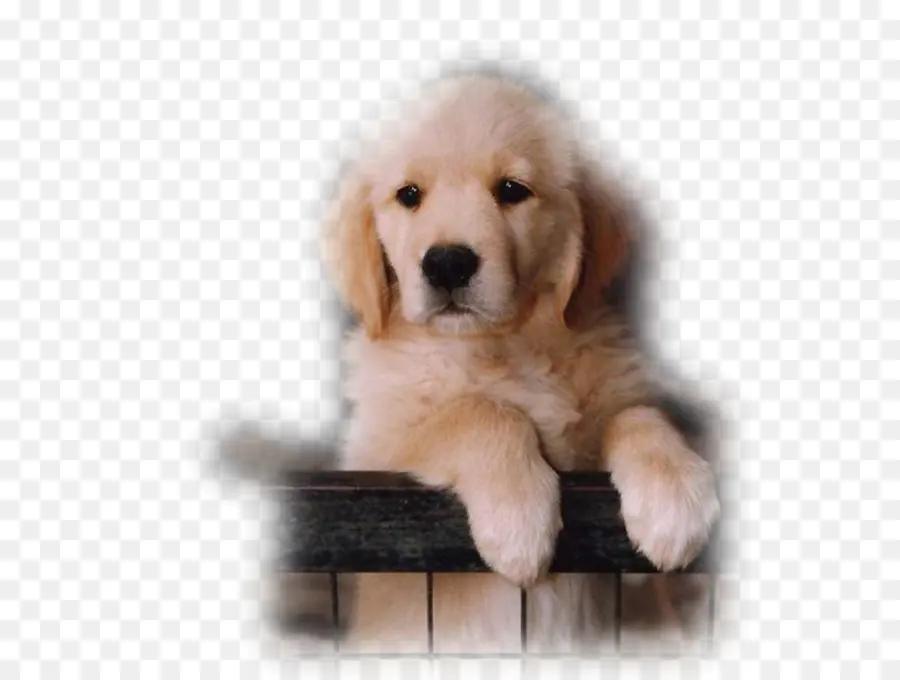 Chiot，Chien PNG