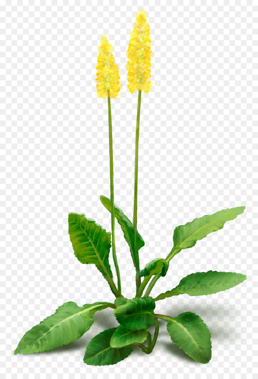 Fleur，Usine PNG