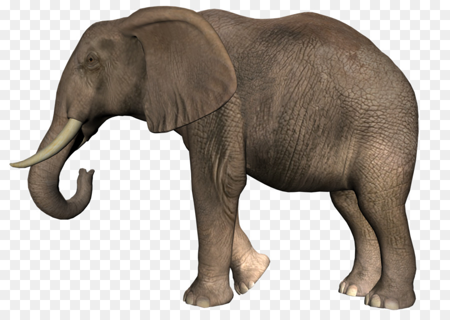 Éléphant，Mammifère PNG