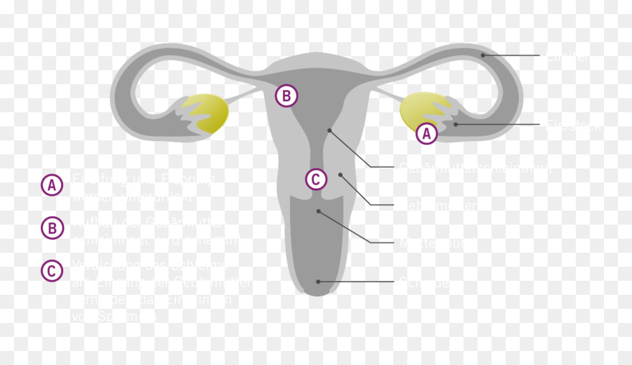 L Hormone De，étonogestrel Contrôle Des Naissances De L Implant PNG