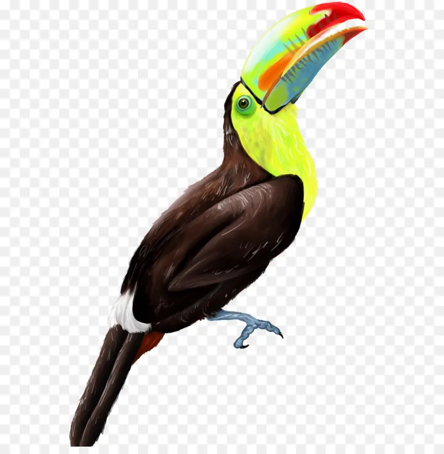 Toucan，Oiseau PNG